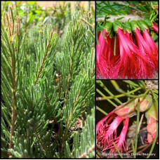 Bottlebrush One Sided Grey Leaf x 1 Plants Red Flowering Native Shrubs Flowers Netbush Leaved Hardy Drought Frost Resistant Calothamnus quadrifidus